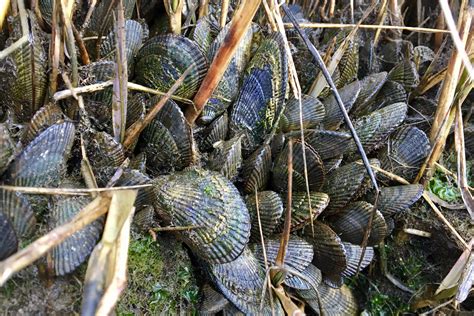  Ningde Mussels: En Smörgåsbord av Havets Skatter och Sält Sprödhet